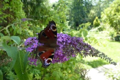 bild8